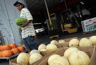 孕妇吃哈密瓜李斯特菌,孕妇饮食安全警示