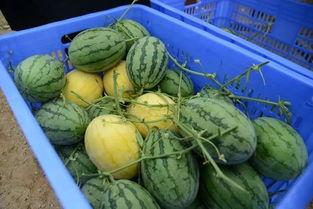 浏览吃瓜群,网络社交的趣味与争议