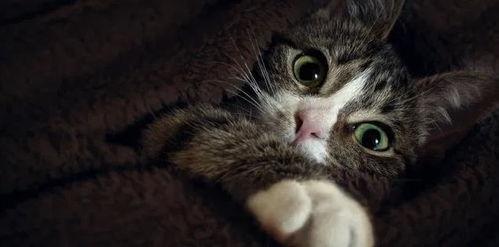 瓜洲牧猫粮吃死猫,吃死猫事件引发行业反思