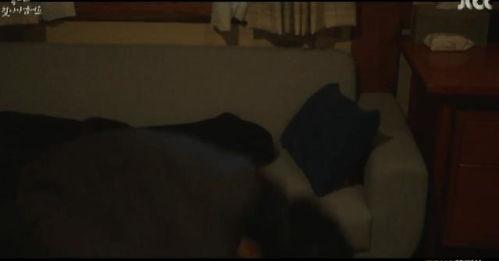 成人一级视频,深度解析与启示